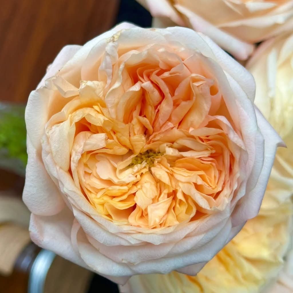 Peach Cream Xpression garden rose plant flower bush shrub - Image 2