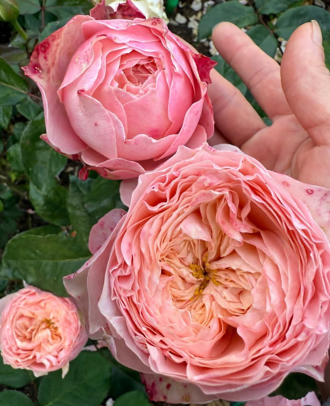 Harper garden rose plant flower bush deciduous shrub - Image 2