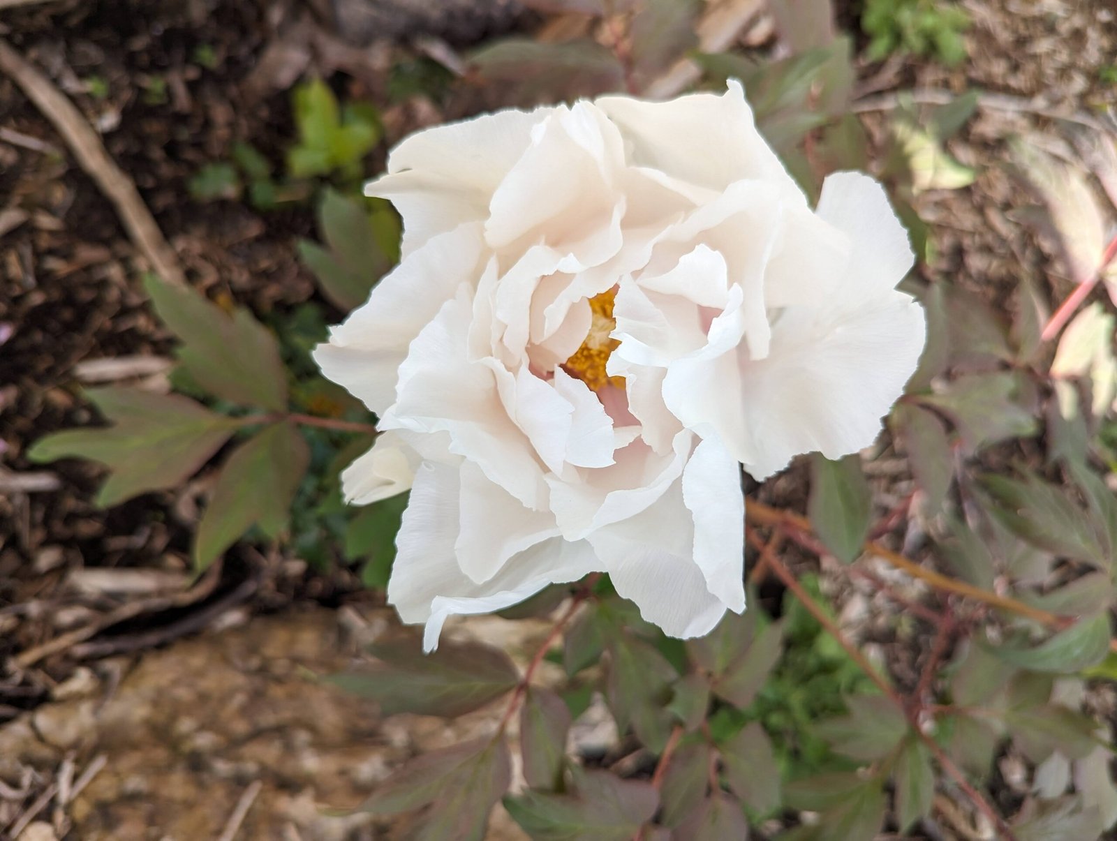 Large white flower cold hardy tree peony Preorder for fall 2026 - Image 5