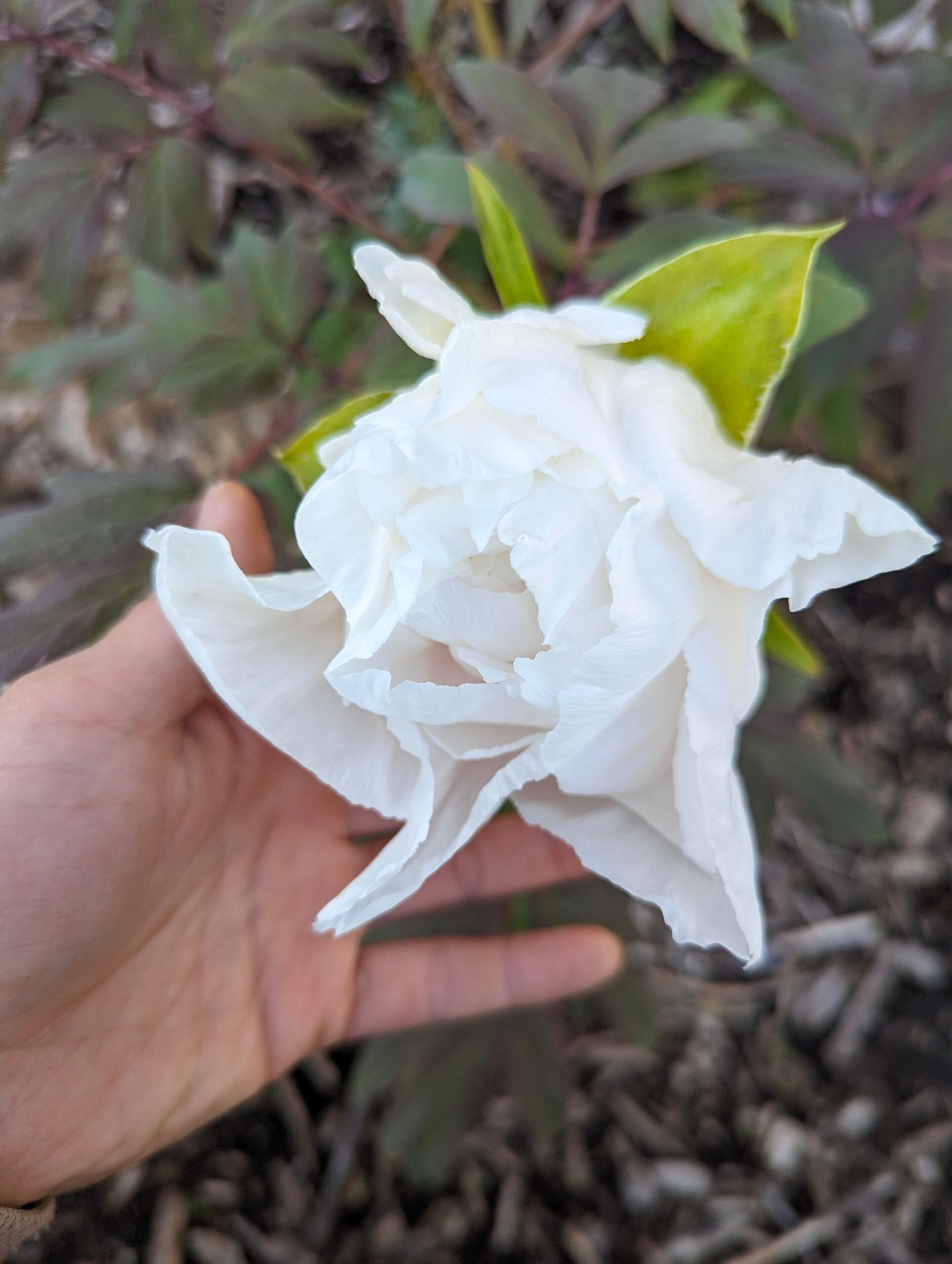 Large white flower cold hardy tree peony Preorder for fall 2026 - Image 7