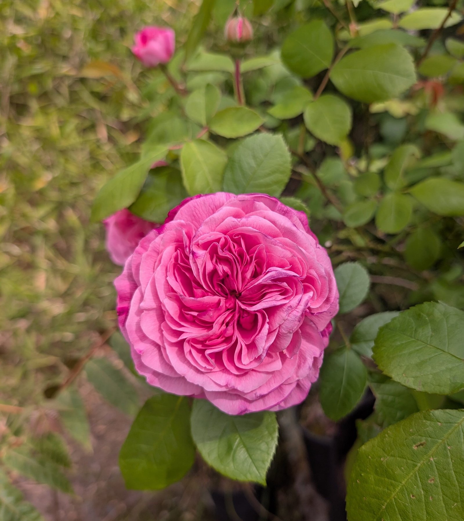 5-7 gal large size "Loves me, loves me not" garden rose plant flower bush shrub - Image 4
