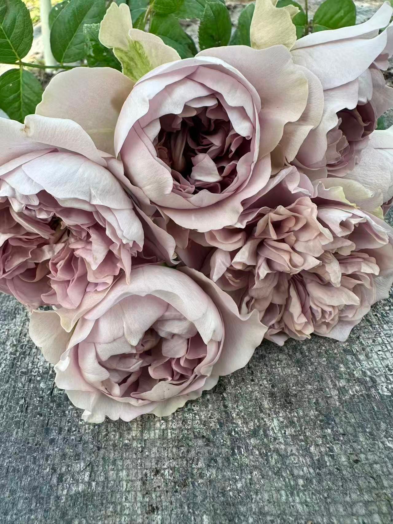 Villa Lila garden rose plant flower bush deciduous shrub - Image 3