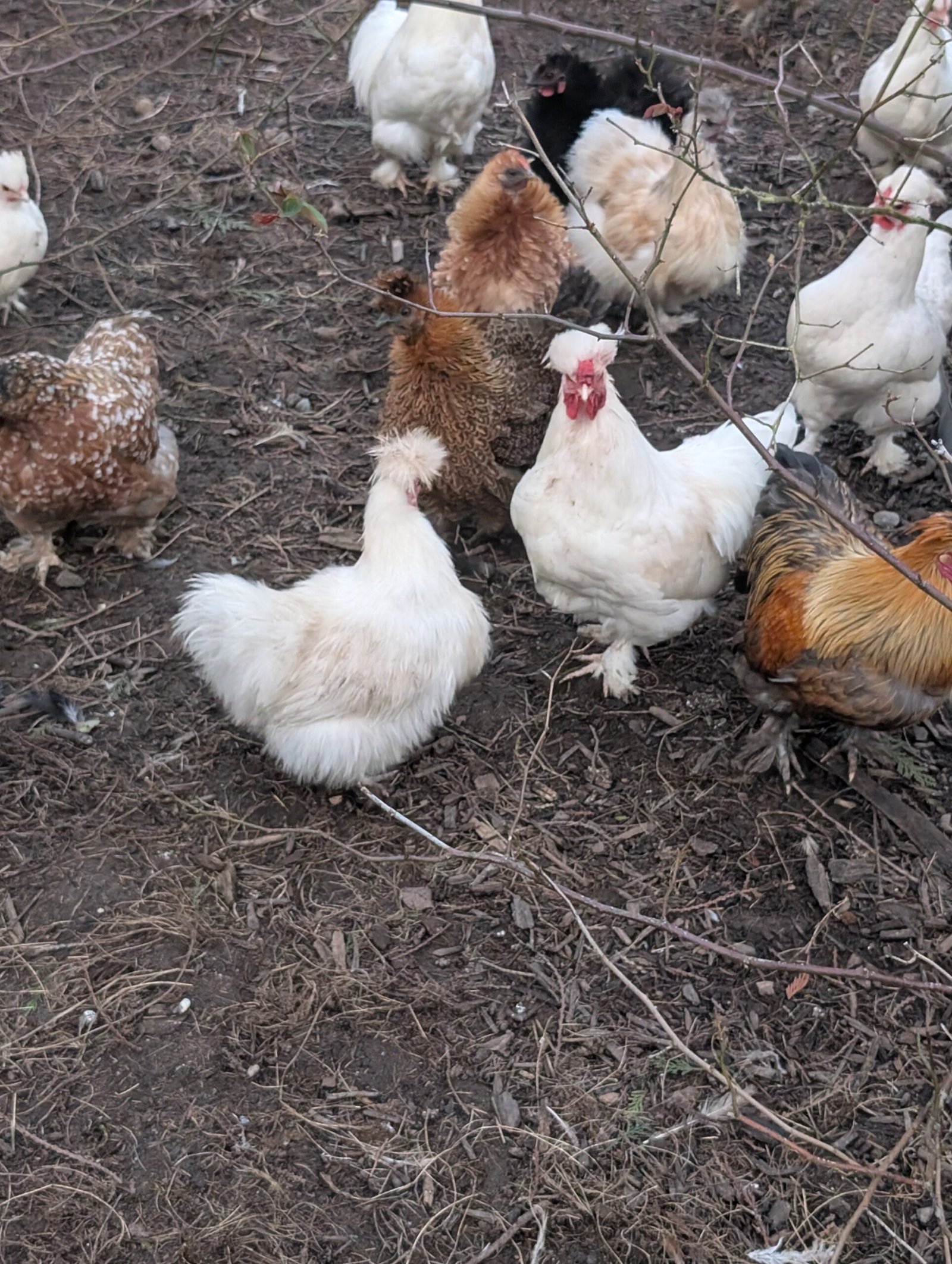 Free small bantam mixed color frizzle rooster - Image 8