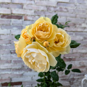 Free few thorn David Austin yellow climbing rose plant cuttings