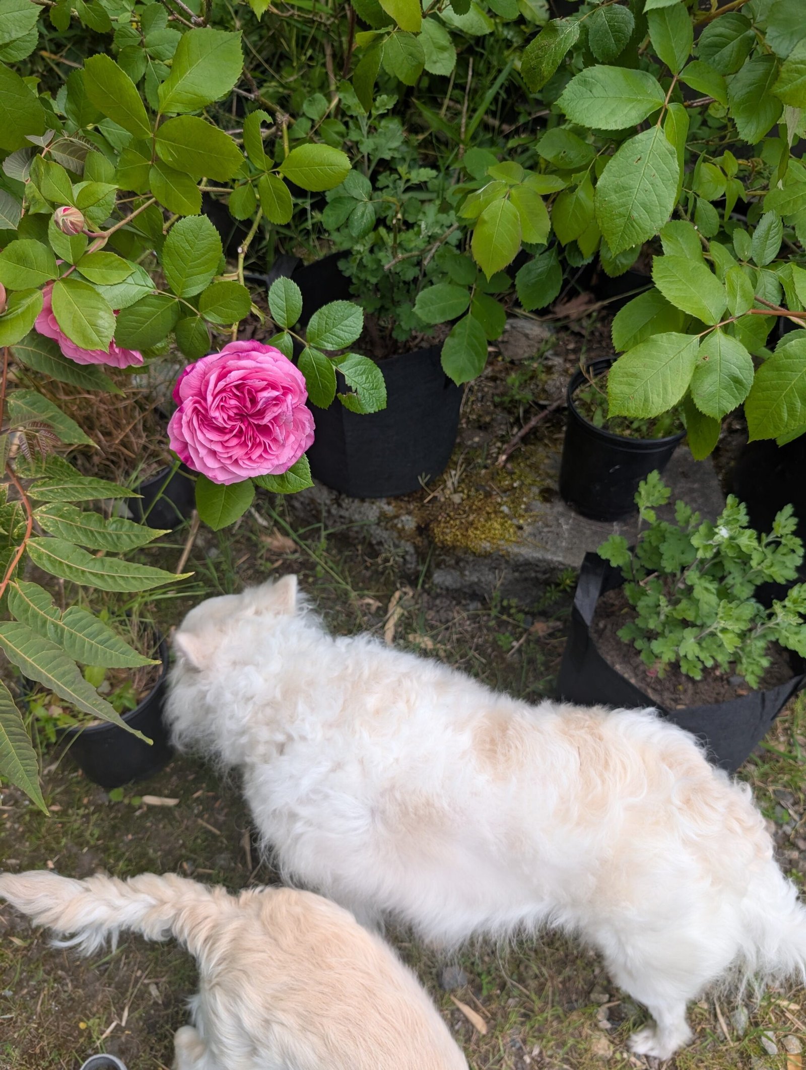 5-7 gal large size "Loves me, loves me not" garden rose plant flower bush shrub - Image 2