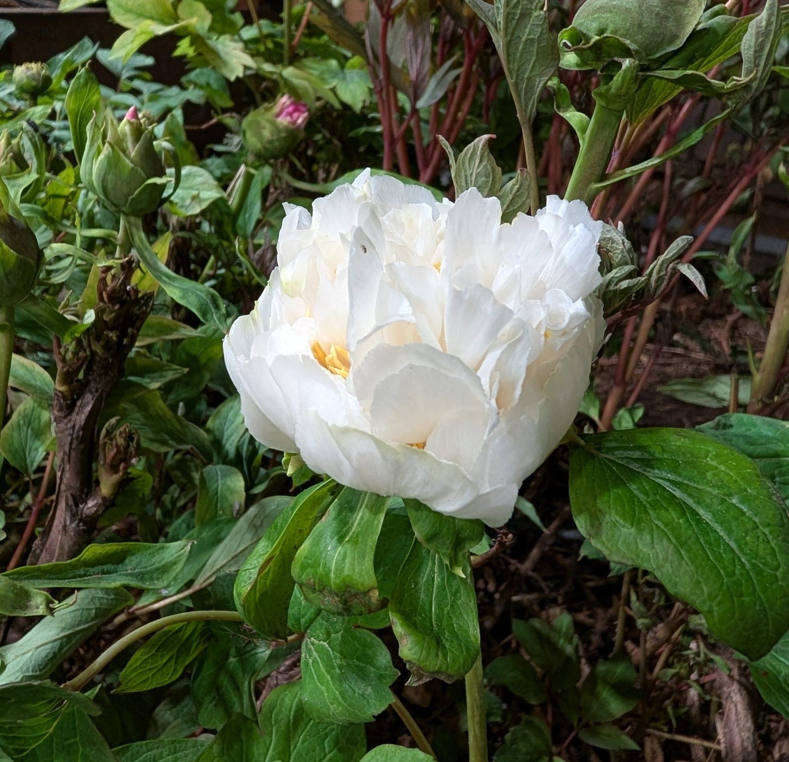 "Yao's Yellow" large flower tree peony Preorder for fall 2026 - Image 9