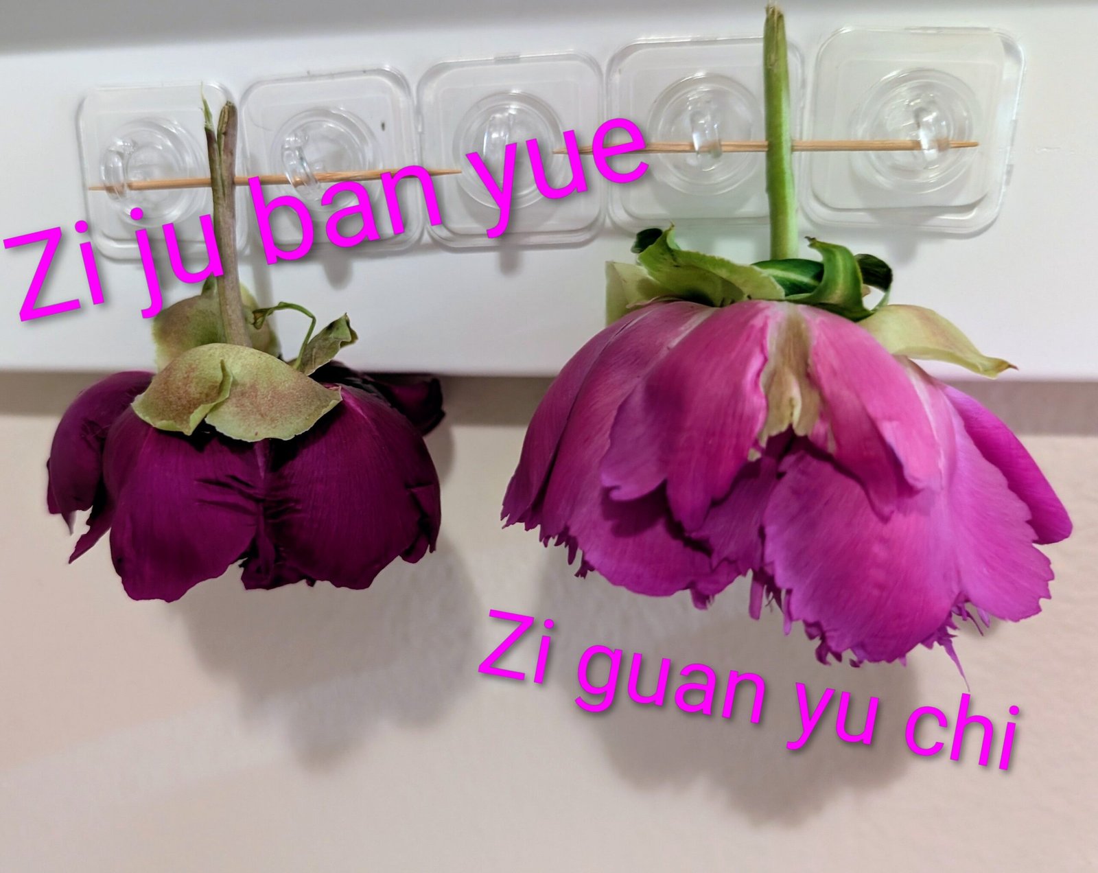 Chrysanthemum Moon Zi Ju Ban Yue tree peony - Image 2
