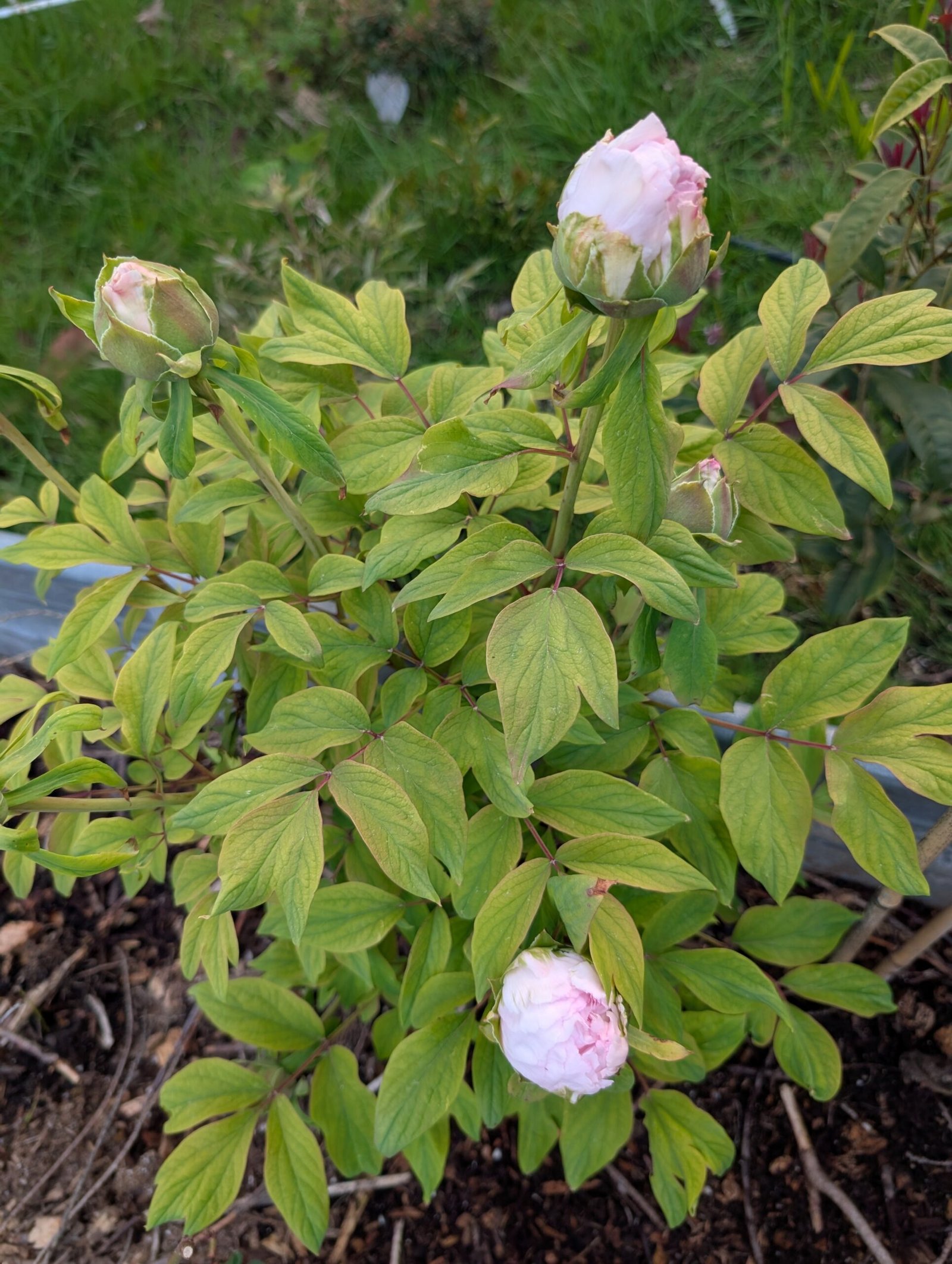 Golden Crown tree peony - Image 8