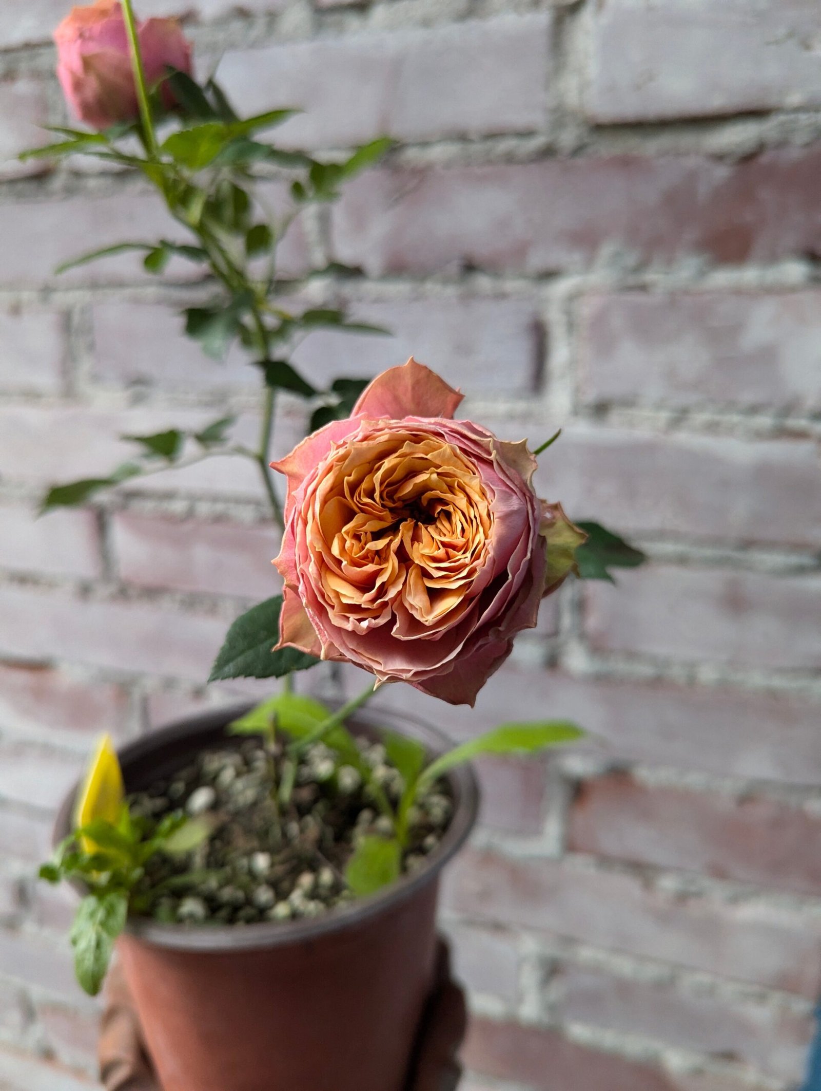 Kensington Garden rose plant flower bush shrub - Image 5