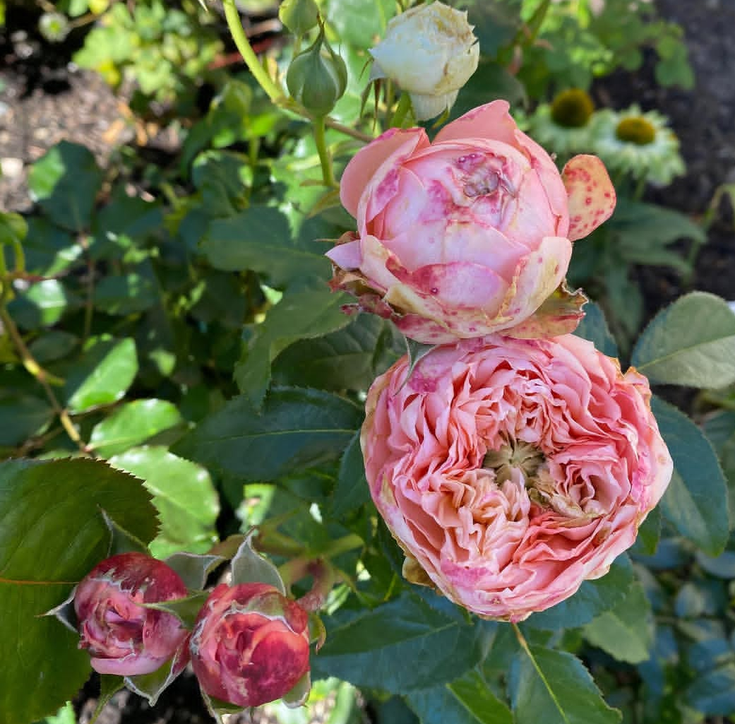Harper garden rose plant flower bush deciduous shrub - Image 3