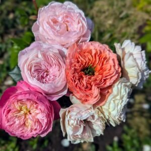 10 mixed rose plants: English Ausjameson, her lover Romeo, Ausimmon and her other friends
