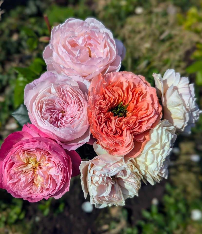 Pink Xpression (expression) garden rose plant flower bush shrub - Image 11