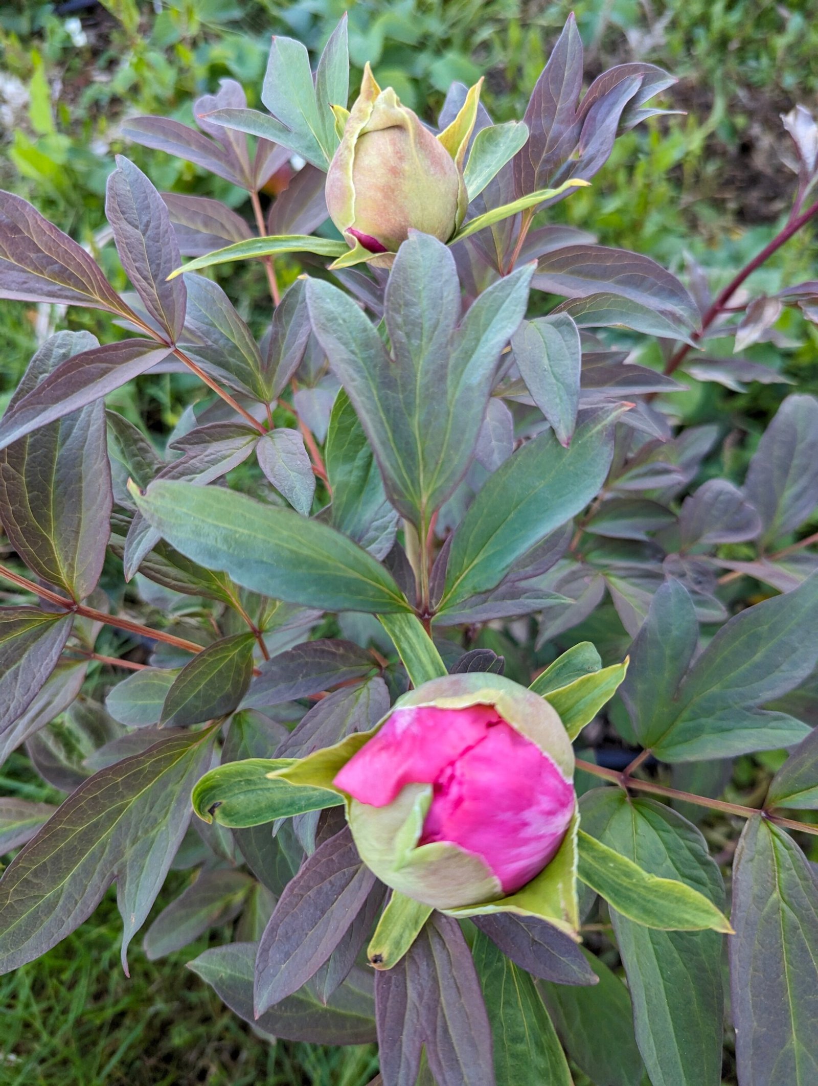 "Lavender Silk" large flower cold hardy part shade tree peony - Image 8