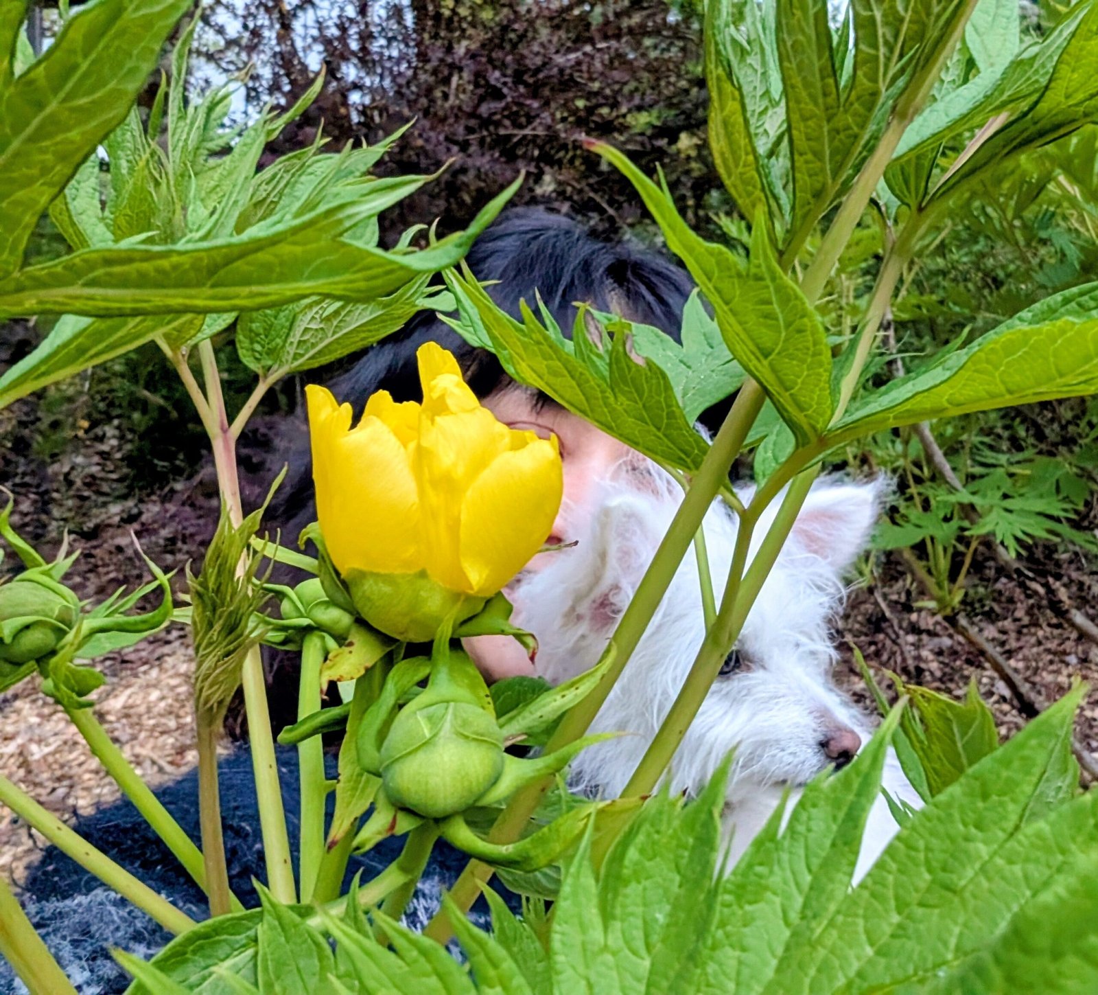 Yellow large flower tree peony - Image 3