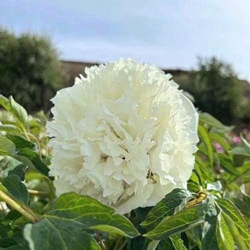 "Jade Hydrangea" large fragrant creamy white flower tree peony - Image 5