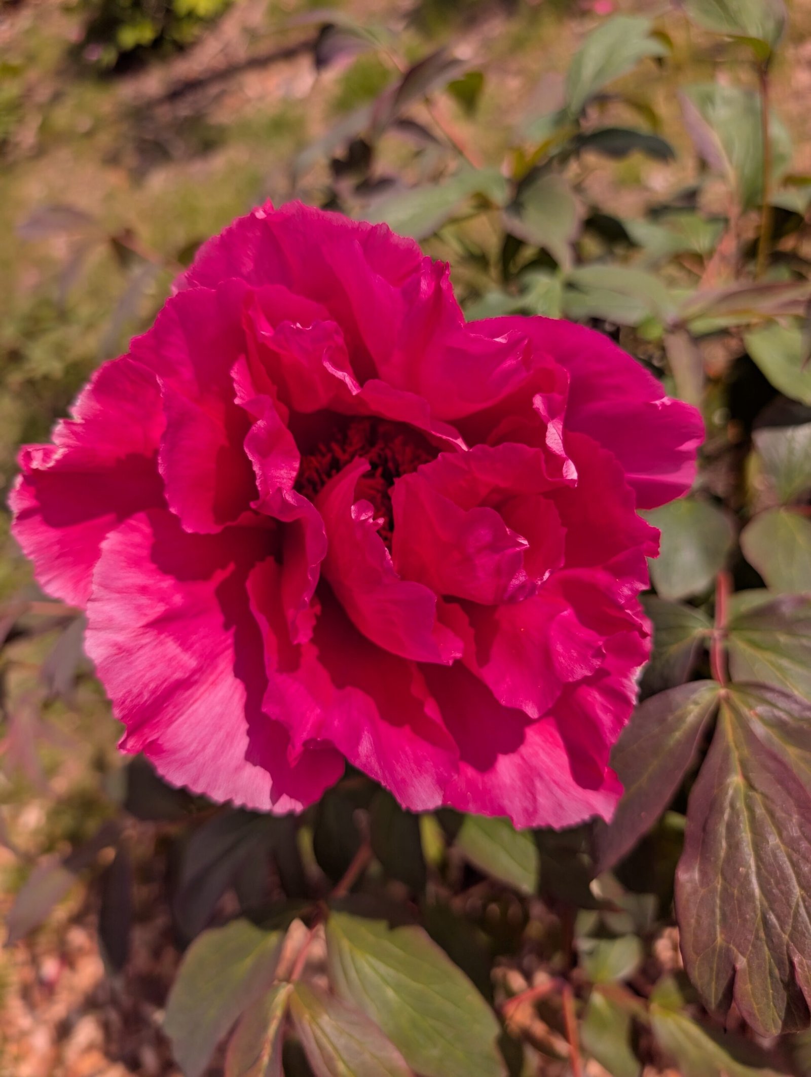 Tree Peony Red 2YR - Image 3
