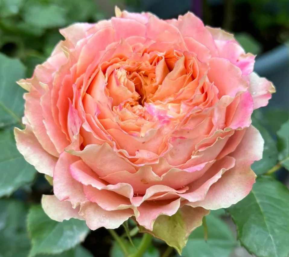 C.S. Louise lookalike garden rose plant flower bush shrub - Image 6