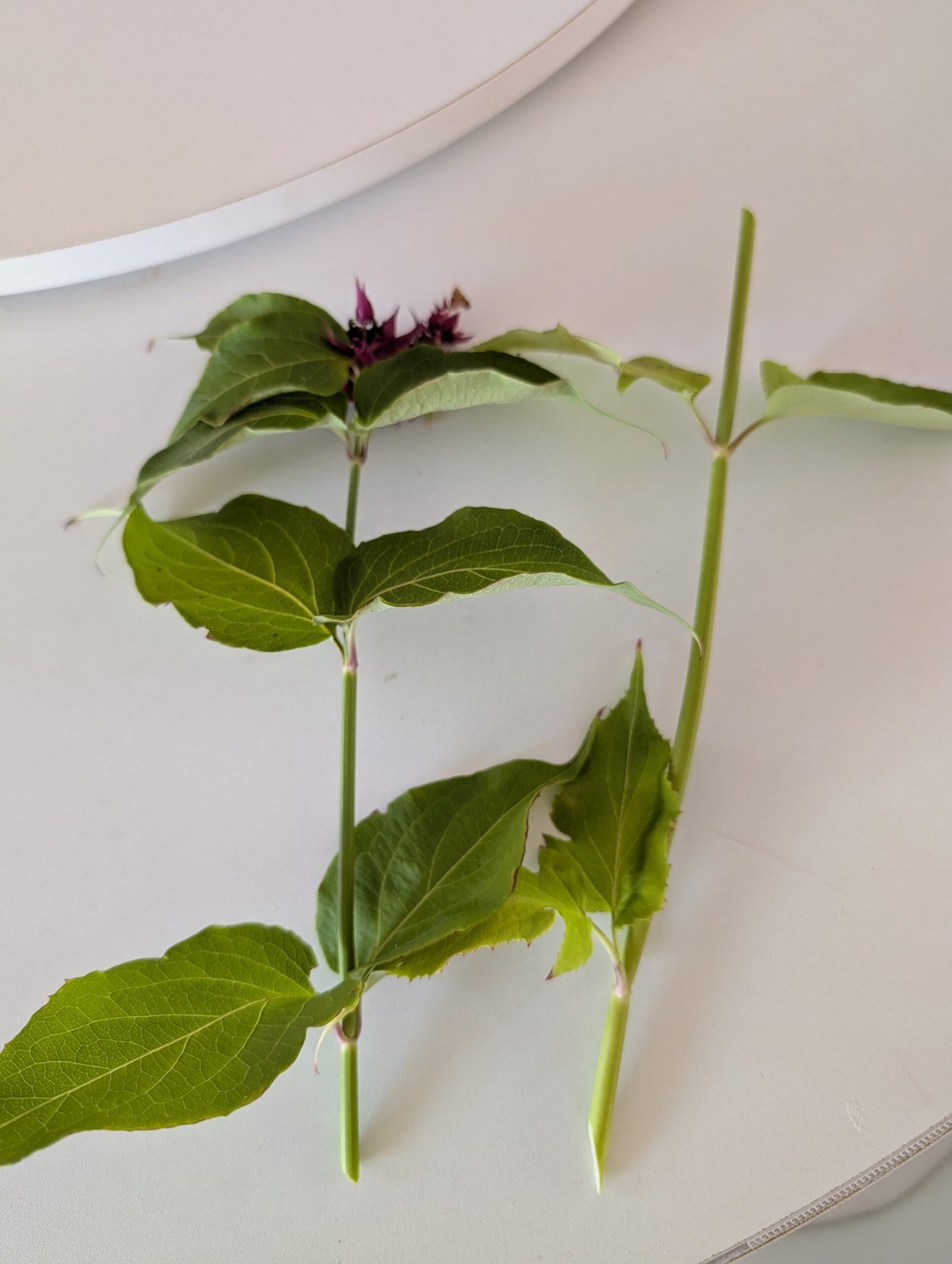 Free Himalayan honeysuckle seeds and cuttings - Image 11