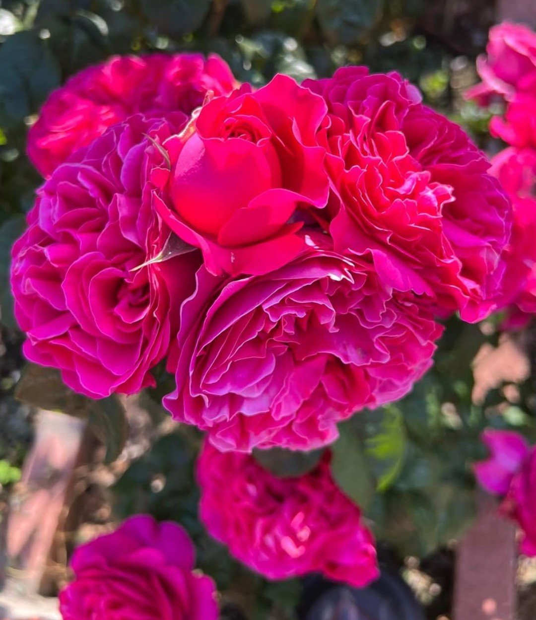 Wedding garden rose plant flower bush deciduous shrub - Image 3
