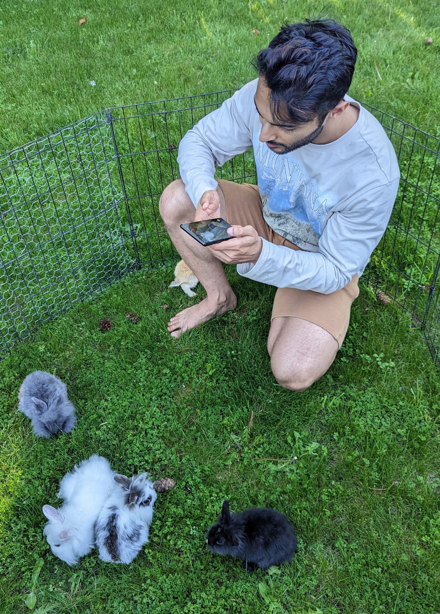 2-6 month old bunny rabbits - Image 11