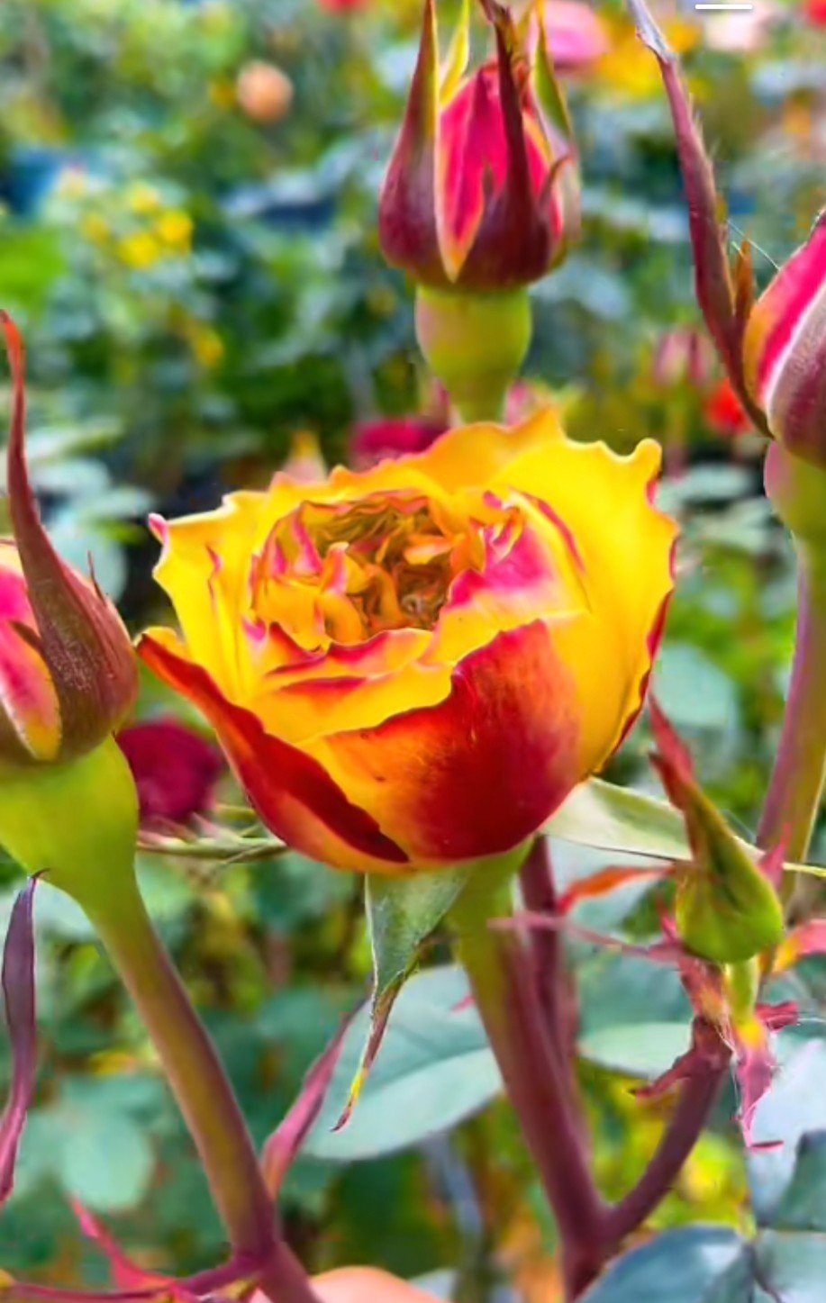 Coffea/Coffee Arabica 3 tone garden rose plant flower bush shrub - Image 5