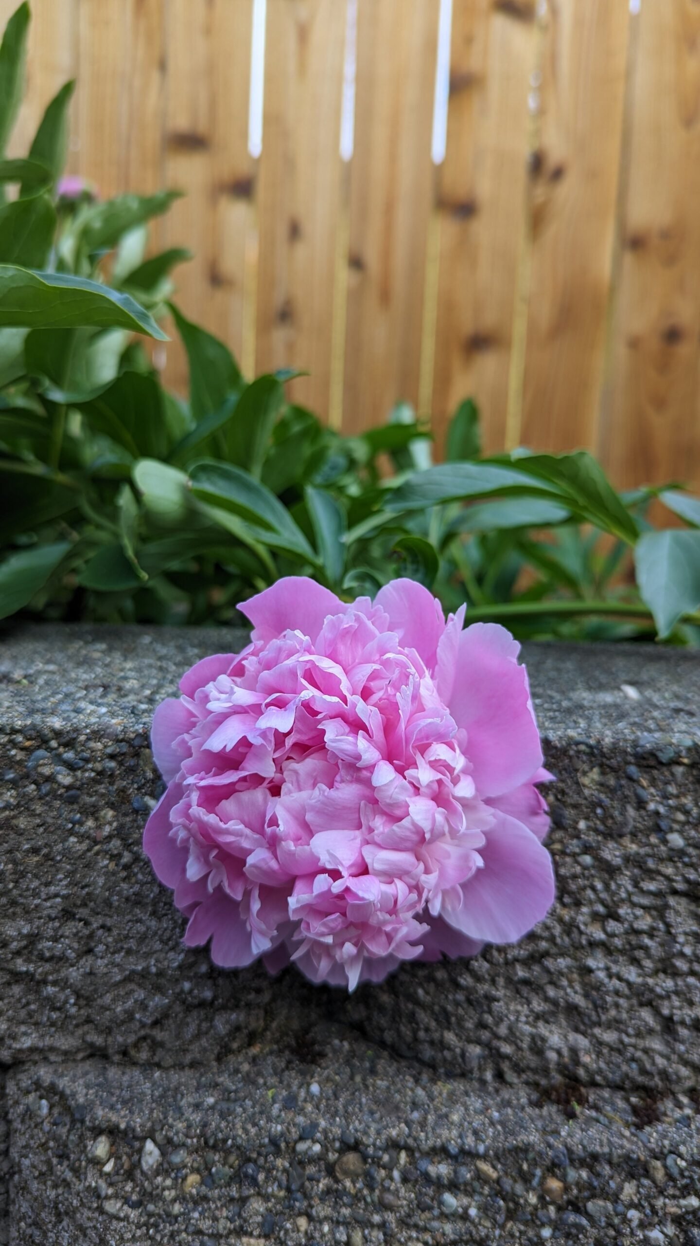 5 mixed mysterious herbaceous peony - Image 8