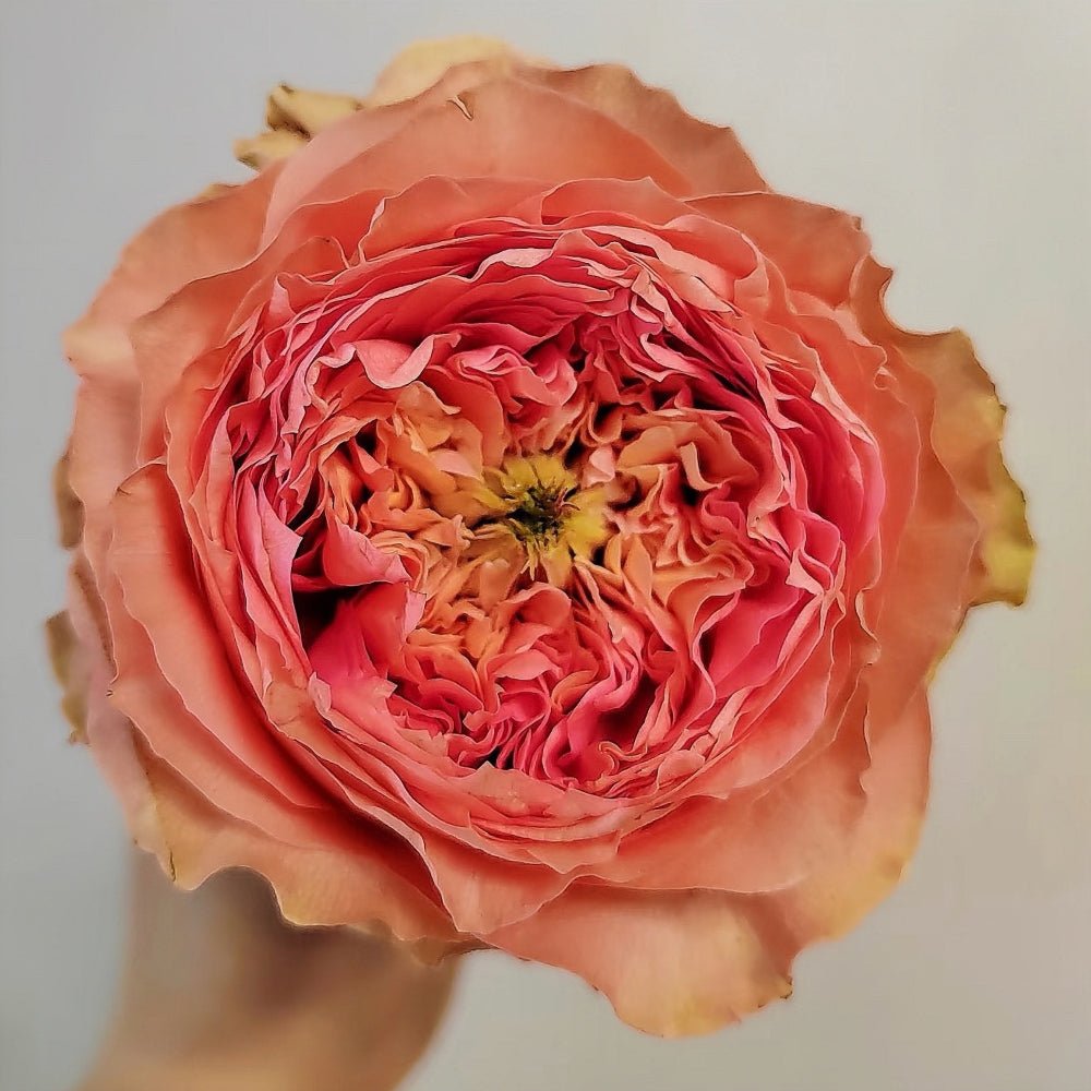 Sweet Harper garden rose plant flower bush deciduous shrub - Image 4