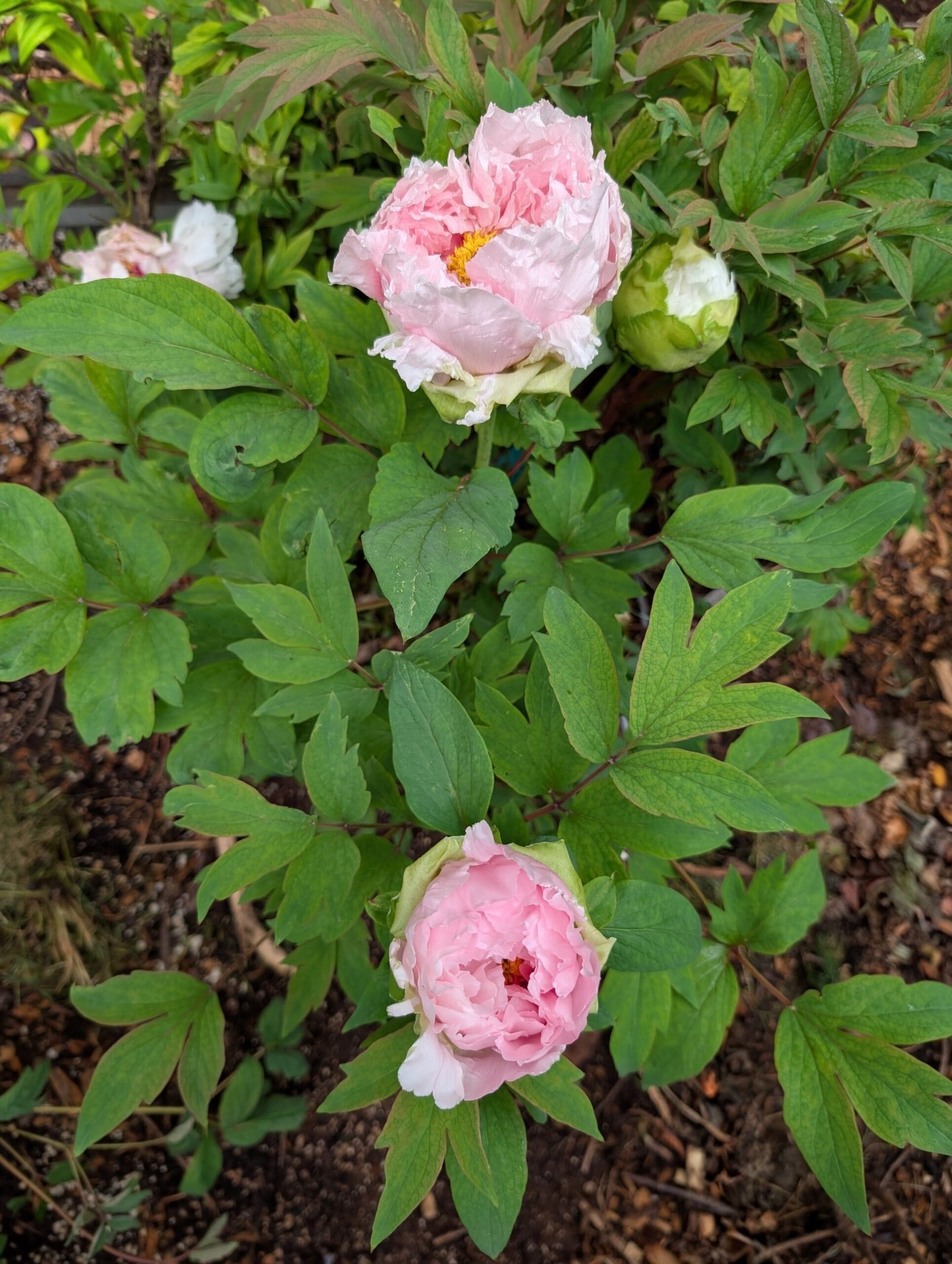 Hanakisoi Japanese large flower tree peony - Image 8
