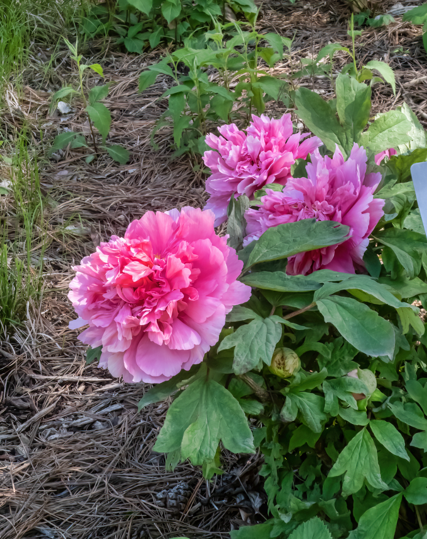 "Large Hu's Red" large flower tree peony - Image 4