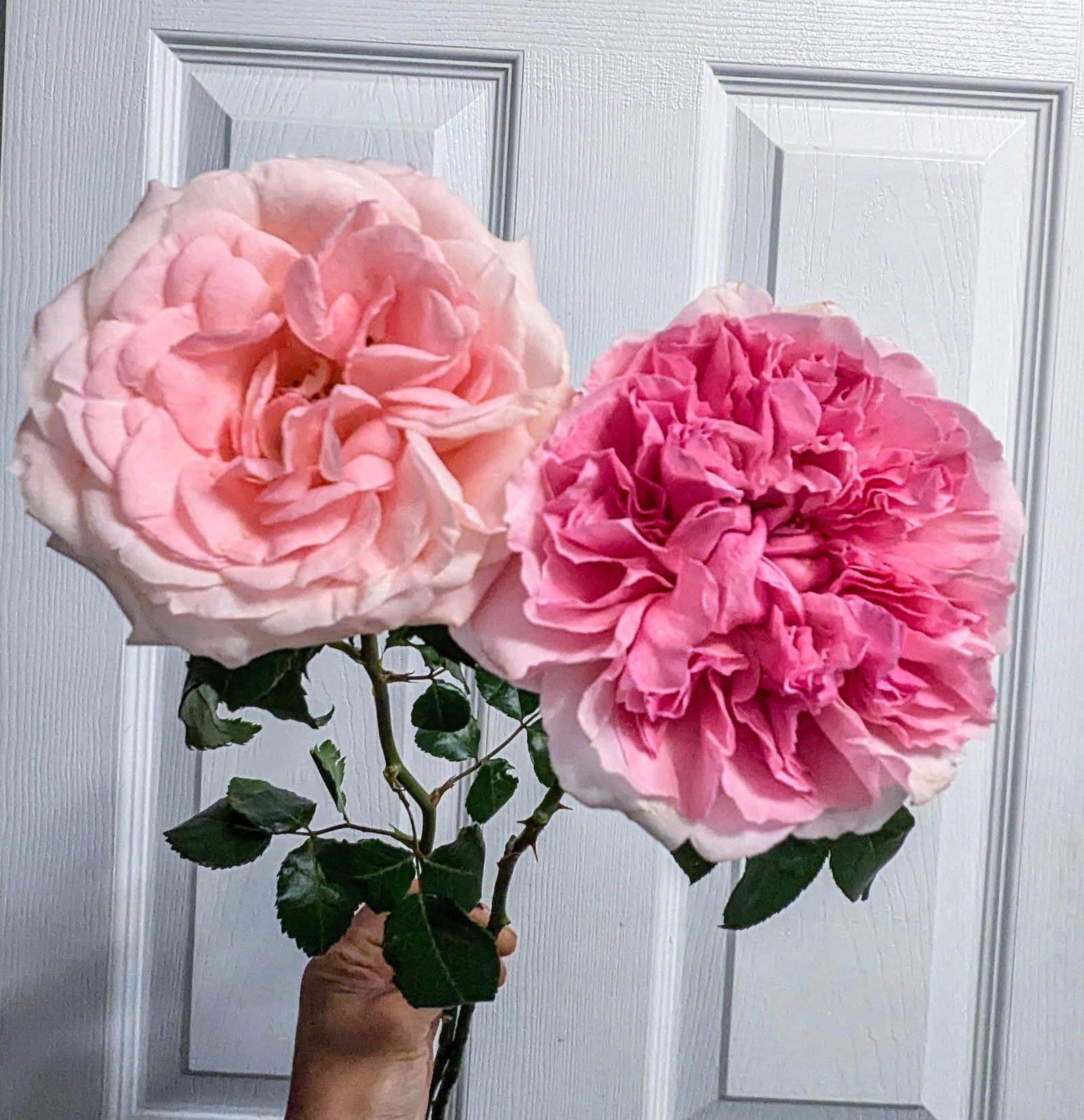 10 mixed rose plants: English Ausjameson, her lover Romeo, Ausimmon and her other friends - Image 4