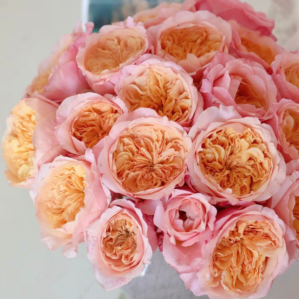 Victoria's Secret garden rose plant flower bush shrub - Image 4
