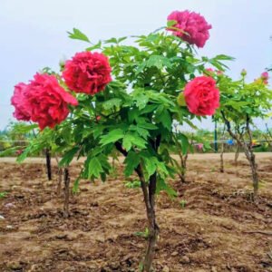 "Alchemist's Fire" large flower tree peony