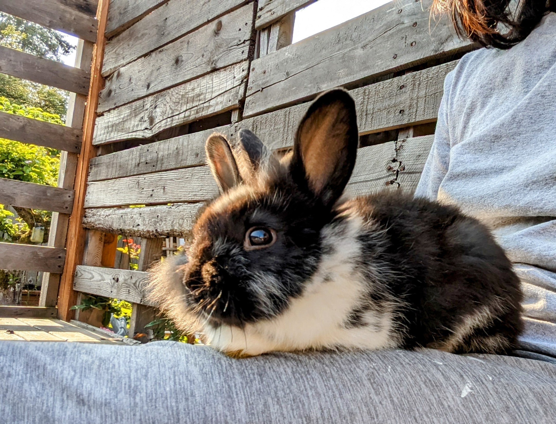 2-6 month old bunny rabbits - Image 16