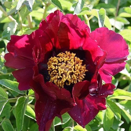 Dancing Crimson Butterfly tree peony - Image 2