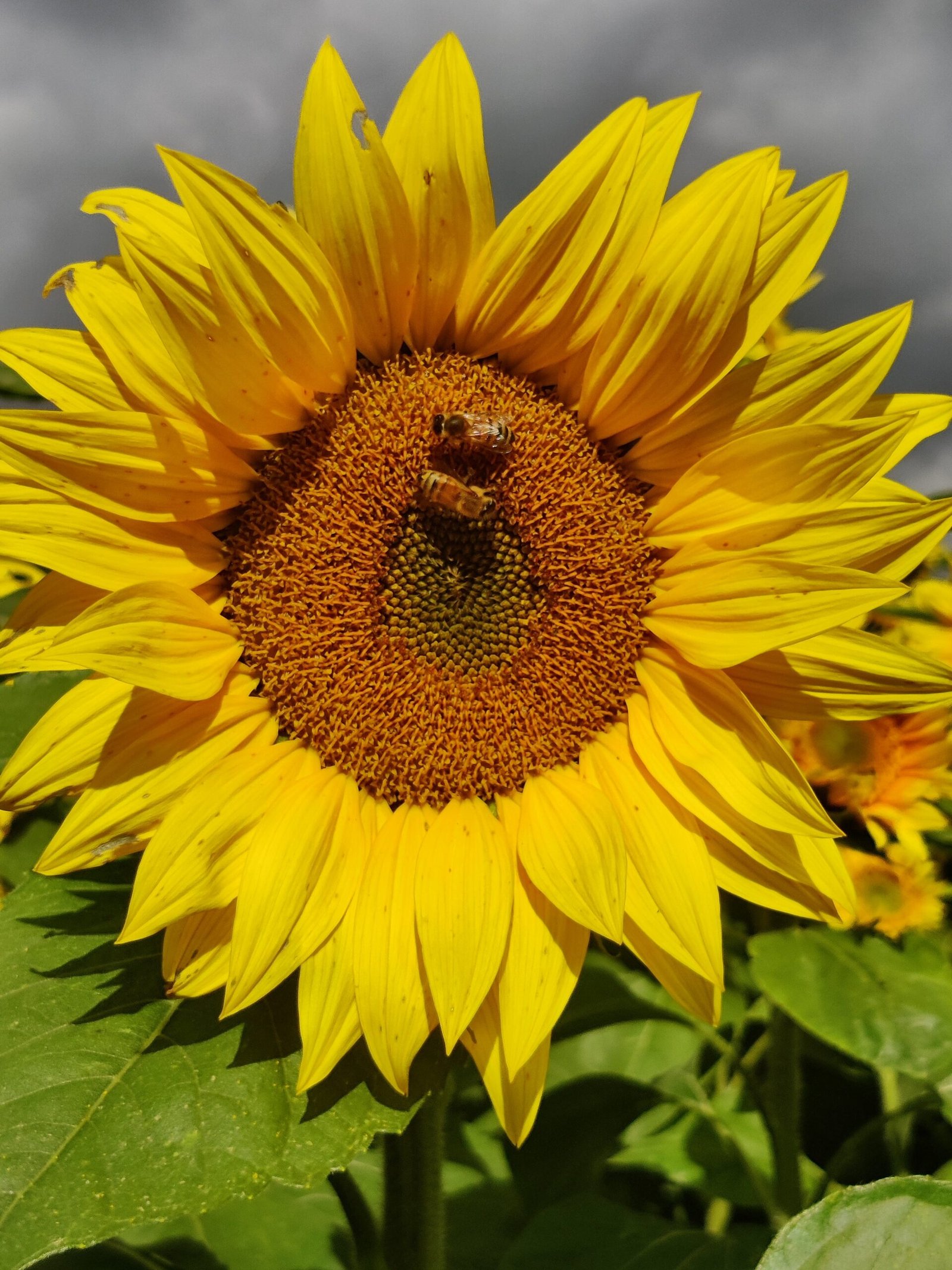 Giant sunflower - Image 2
