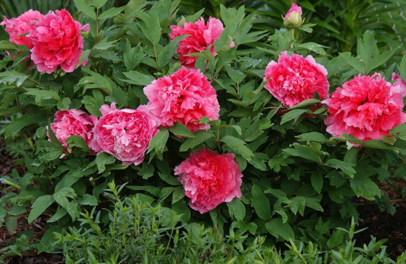 Shan hu tai coral tree peony - Image 3