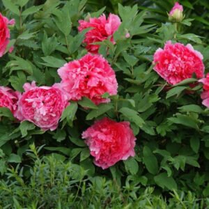 "Coral Terrace" fragrant large flower tree peony