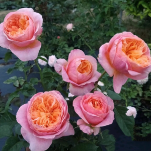Victoria's Secret garden rose plant flower bush shrub