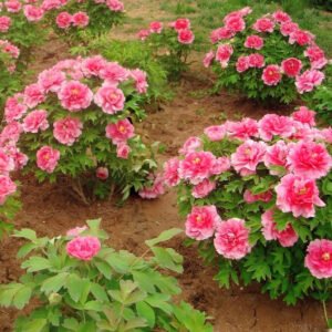 "Welcoming the Red Sun" large flower tree peony