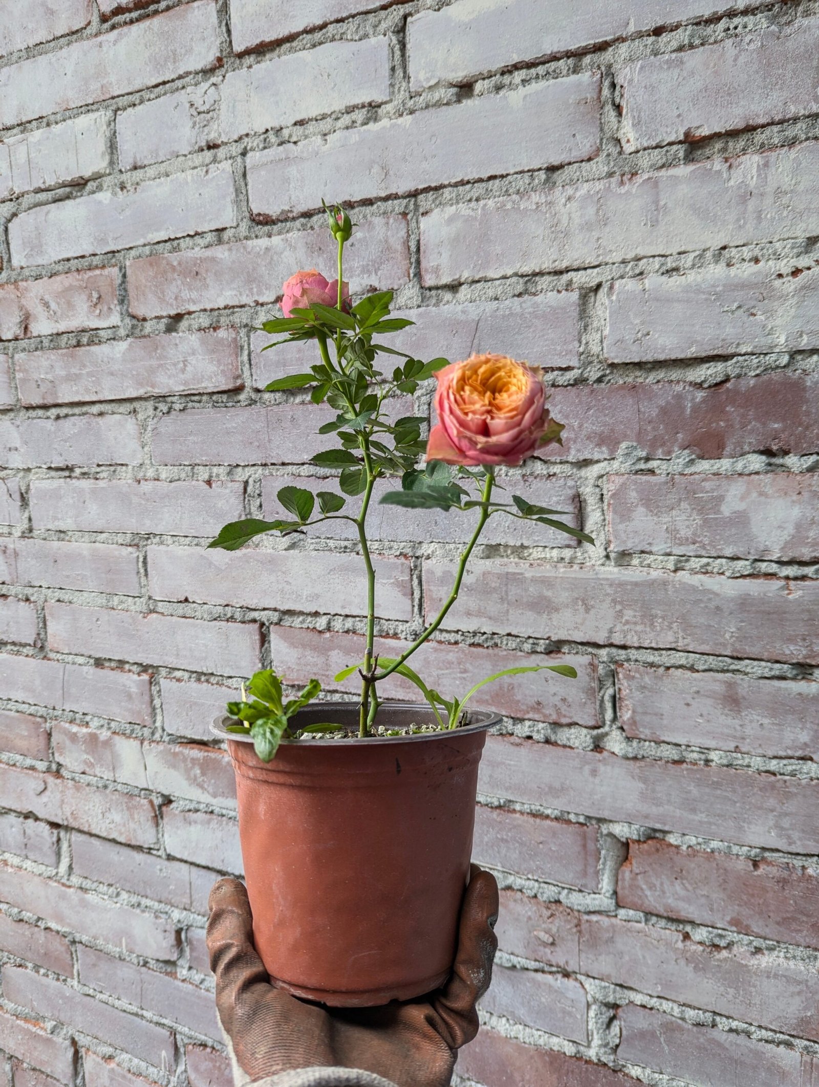 Kensington Garden rose plant flower bush shrub - Image 6