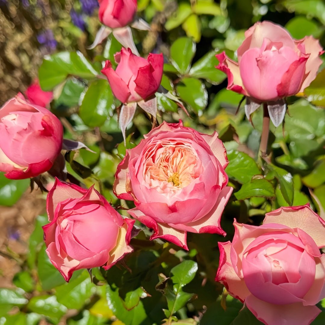 Northanger Abbey garden rose plant flower bush deciduous shrub - Image 2