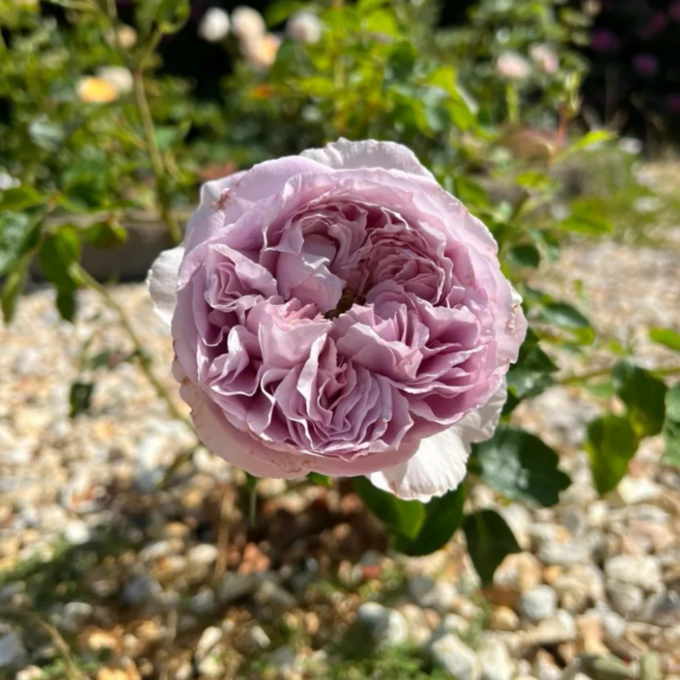 Blue Silk Ball Lan Si Qiu garden rose plant flower bush - Image 4