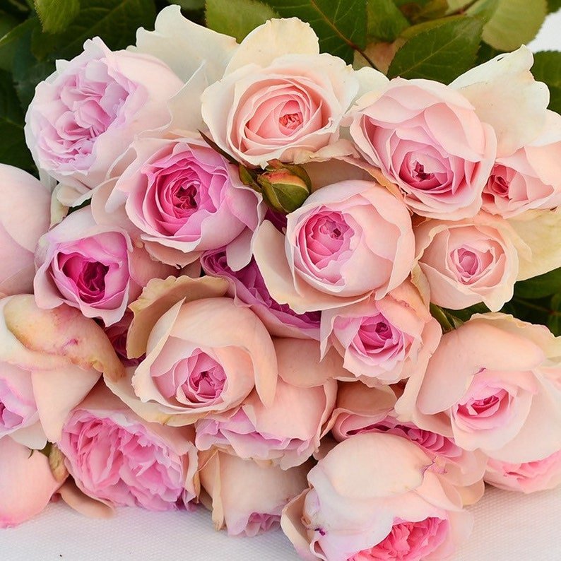 Yves l'Esprit de Fille garden rose plant flower bush shrub - Image 2