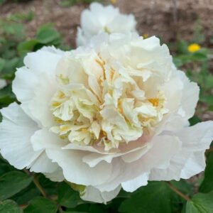 Yellow Emerald Feathers tree peony
