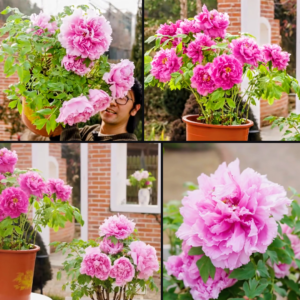 2 trees - Duo pink 2 large flower plants