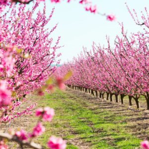 Free Frost peach cuttings