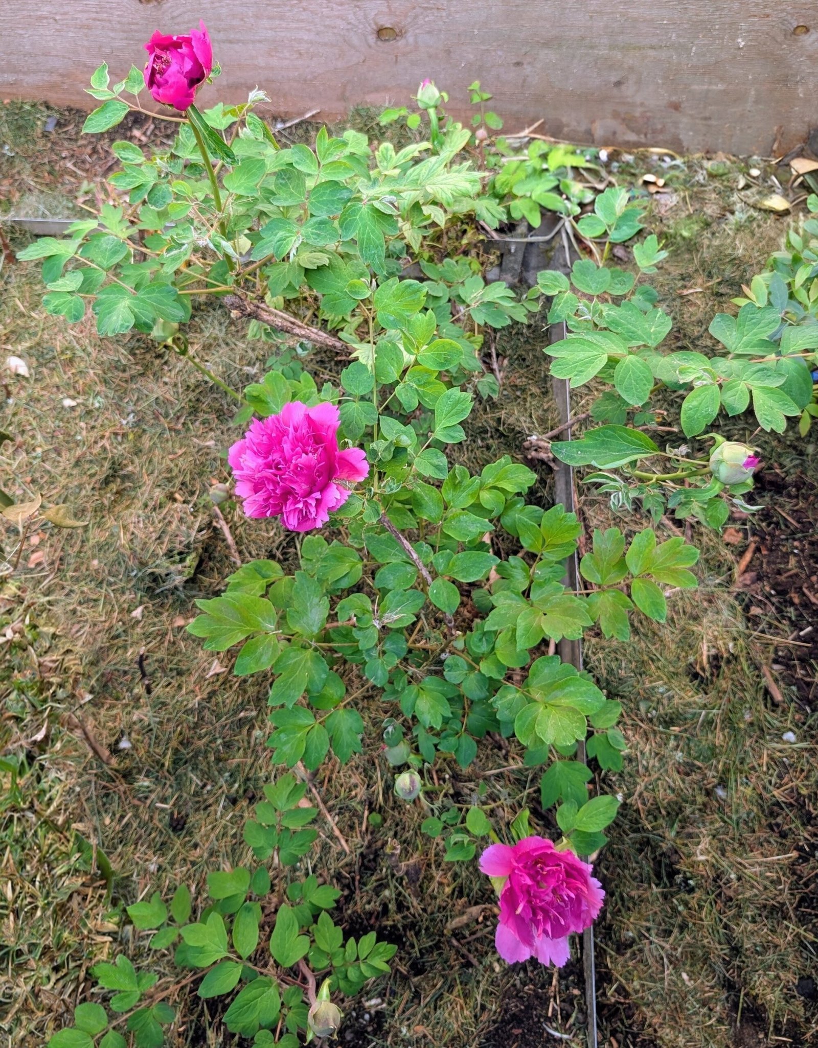 He Ping Hong Xiu Qiu tree peony - Image 2