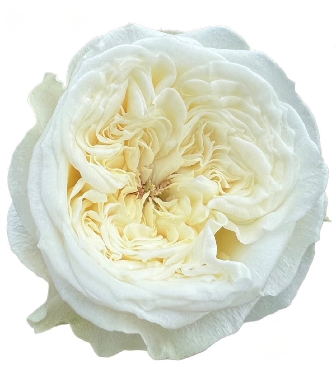 Paradise White garden rose plant flower bush shrub - Image 3