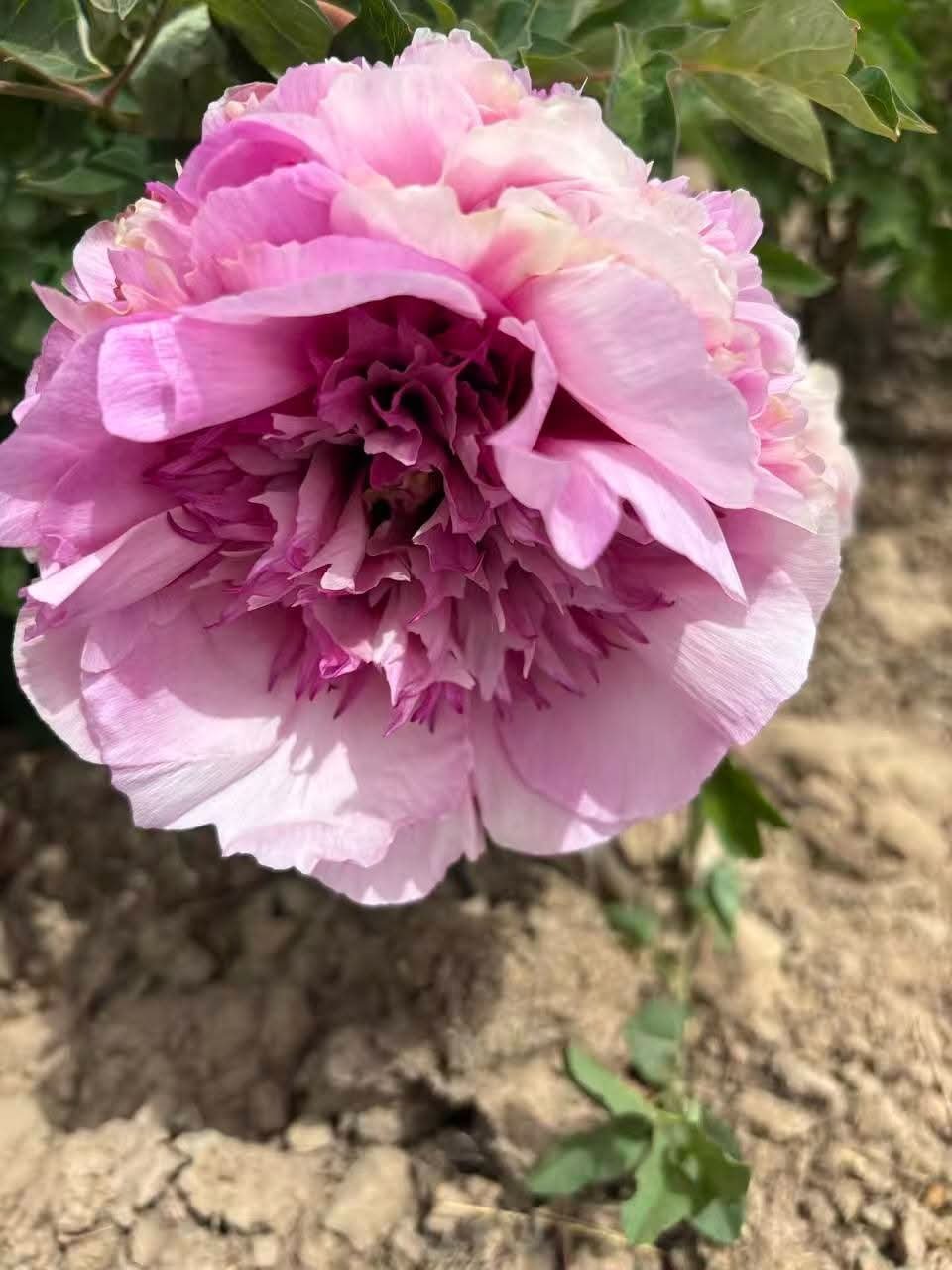 "Peace & Prosperity" multicolor large flower tree peony - Image 4