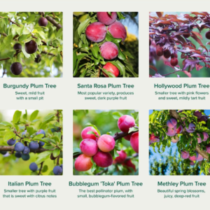 Free mixed plum & plumcot cuttings